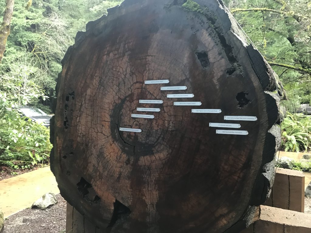 Giant Redwood History