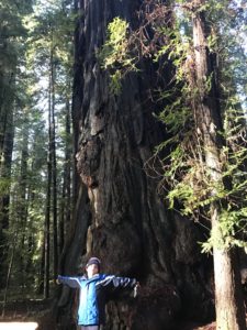 Edison and Giant Redwood