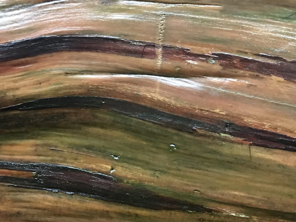 Redwood Closeup