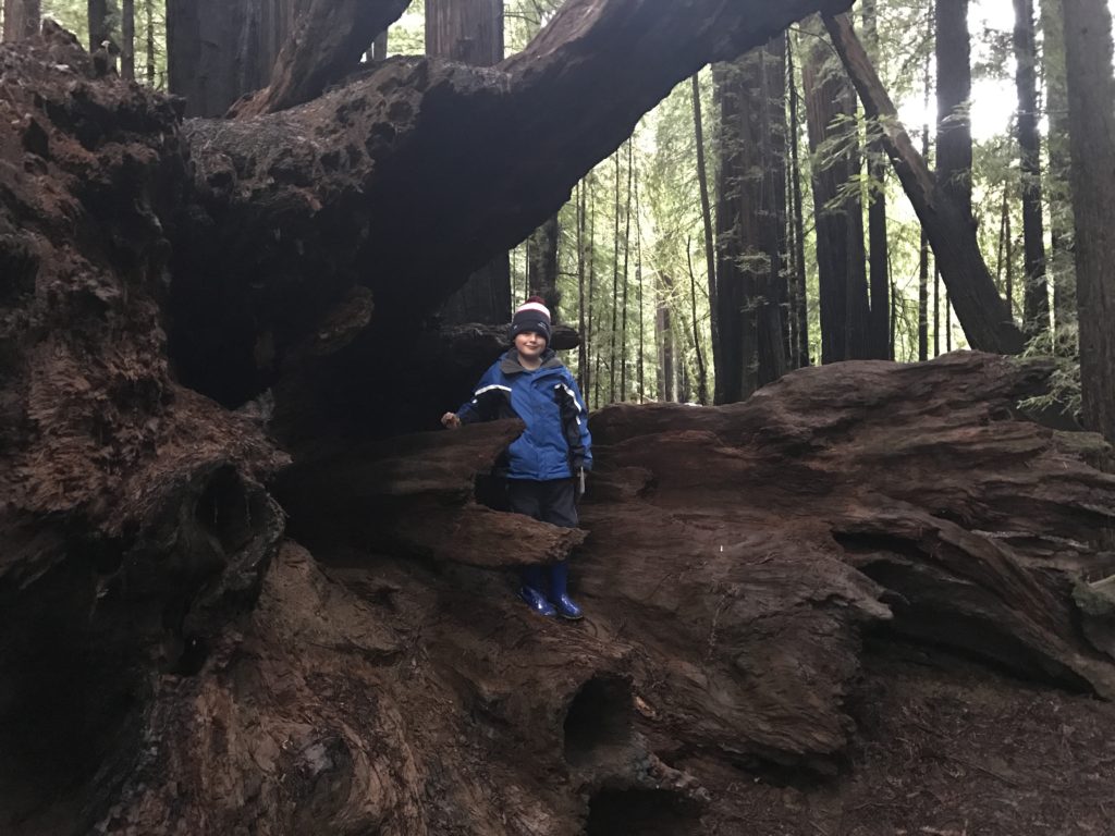 Edison and a Giant Redwood